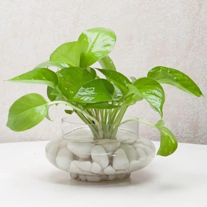 Image of Aradhya Enterprises. Clear Glass Bowl Planter, Wide Round Shape Potpourie for Plants, 3 Layer Lucky Bamboo Plant Pot for Balcony, Bedroom, Table, Office & Home Decoration - Pack of 1 Piece, 6 Inches