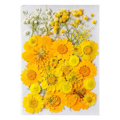 Set de flores secas prensadas para manualidades
