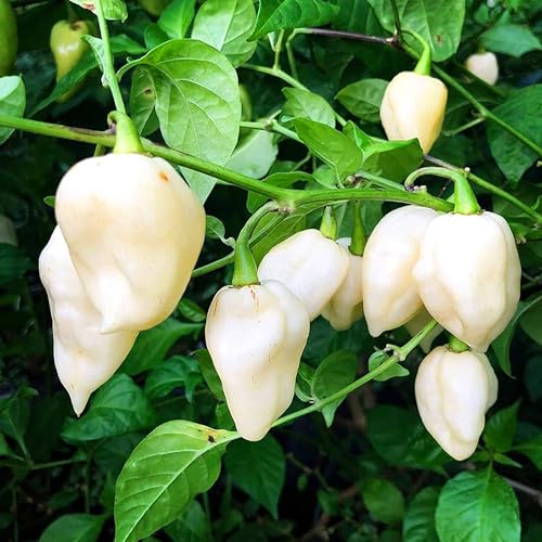 KVITER White Ghost Chili Pepper Seeds