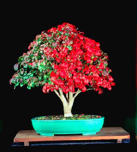 Fresh Seeds  Dwarf-winged burning bush  30 bonsai seeds  Euonymus alatus   TREE : Amazon.com.be: Garden