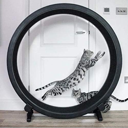 Cat Exercise Wheel. Perfect For Your Energetic Cat