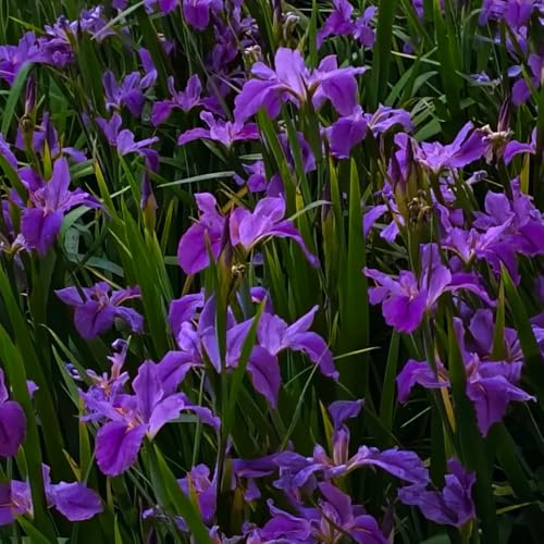 Comprar bulbos de iris, regalos para los amantes de la jardinería Bulbos de iris, plantas en macetas resistentes bulbos de flores de floración temprana plantas de balcón plantas raras 4pcs