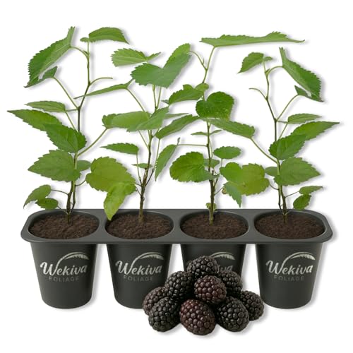 Everbearing Mulberry Tree Duo (2 Illinois, 2 Dwarf)