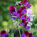 Semillas de arveja trepadora perenne, de balcón regalos de Pascua Semillas de arveja dulce - Lathyrus odoratus - de jardín de rocas 500pcs