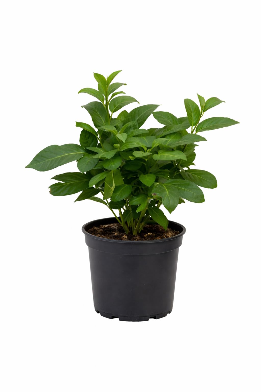 Solanum Pepino Gold 20-40 cm – słodka i aromatyczna gruszka melonowa, egzotyczna roślina owocowa do ogrodu i na balkon