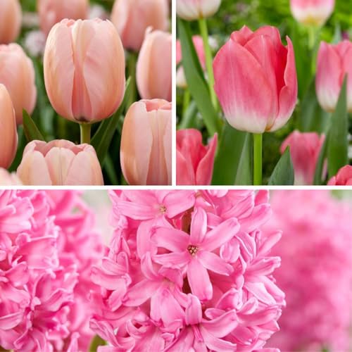 Plant in a Box - Coloriez votre jardin 'Pink Blush' - Lot de 25 bulbes - Tulipes & jacinthes - Fleurs précoces pour le jardin - Fleurs roses - Plantation d'automne