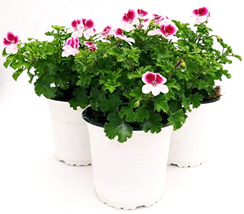 POWERS TO FLOWERS - GERANIO IMPERIALE ANGEL EYES PELARGONIUM, 3 PIANTE, piante vere