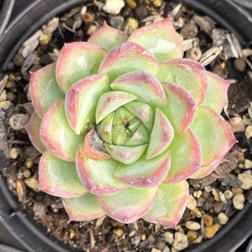sNNX^[Y 7.5cm|bg A GPxA Echeveria 'Pink Crystal Rose' Y  ϗtA CeAO[ 񂹐A ke 1{ 1