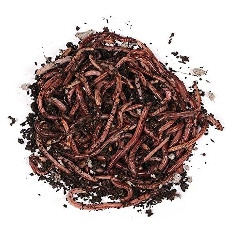 Natursache Dendrobena-Würmer lebend, 400 Stk./Box I Lebender Angelköder für Forelle, Lachs Cover