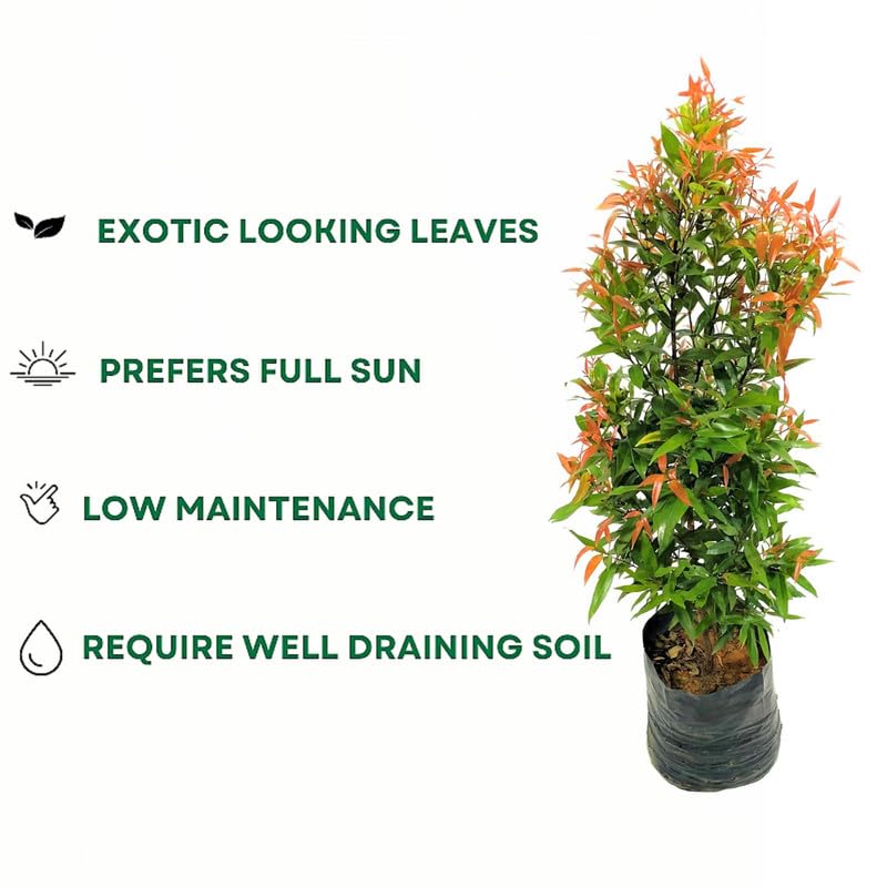 Syzygium Live Plant Perfect for Tropical Gardens, Hedges, and