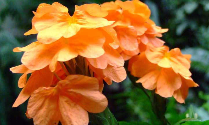 See full amazon price history chart for Urban Turtle Aboli/Crossandra infundibuliformis/Crossandra/kanakambaram/kanakambara/Fire Cracker Flower Orange Colour Flower Seeds Urban Turtle Aboli/Crossandra infundibuliformis/Crossandra/kanakambaram/kanakambara/Fire Cracker Flower Orange Colour Flower Seeds (B0C7CCT8PH) Amazon Price History, Amazon Price Tracker