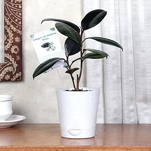 FlowerAura Rubber Air Purifying Live Indoor Plant In Decorative Pot For Living Room, Table Decor, Balcony, Office/Home Decoration (Same Day Delivery) (B09LD4S5SX) Amazon Price History, Amazon Price Tracker
