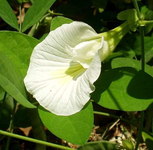 Blue Universe Aparajita White Flower/Climbing Clitoria Flower Plant/Butterfly Pea(1 Fresh Live Plant in Poly Bag) (B08MFJWYZP) Amazon Price History, Amazon Price Tracker