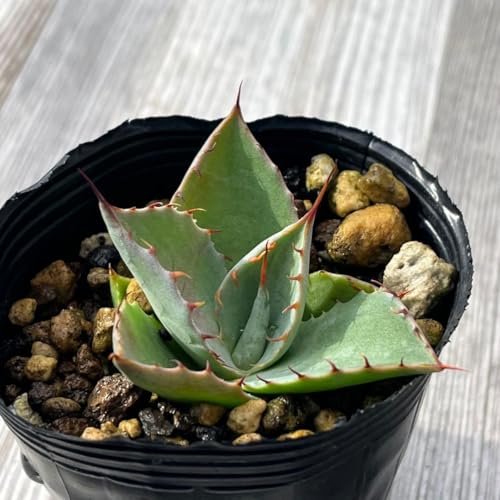 �A�K�x �[ �g�����J�[�^ �� ���� �h���C�K�[�f�� �T�{�e�� ���b�J