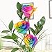 Produktbild 3 bunte Rosen - Regenbogenrosen - Dekoriert mit Ruskus und Gräsern - Inklusive gratis Vase und Grußkarte