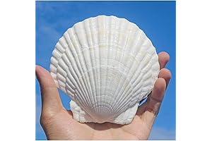 10PCS Large Scallop Shells for Crafts