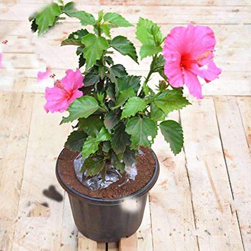 Mphmi Plant Hibiscus, Gudhal Flower China rose (Pink) - Plant (B08VGVPHHL) Amazon Price History, Amazon Price Tracker