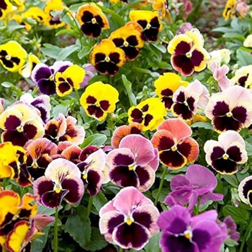 Image of Pansy Flower Seeds for Home Gardening | Winter Flower Seeds | Easy to Grow, Multicolor Blooms (Pack of 50+ Seed)