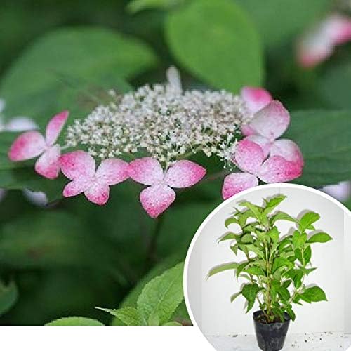 Amazon 苗 苗木 5本セット アジサイ オトヒメ 樹高0 4m前後 15cmポット 乙姫 紫陽花 あじさい おとひめ 苗木 植木 苗 庭木 生け垣 5本 5 植木 Amazon 苗 苗木 5本セット アジサイ オトヒメ 樹高0 4m前後 15cmポット 乙姫 紫陽花 あじさい おとひめ 苗木 植木 苗 庭木 生け垣 5本 5 植木