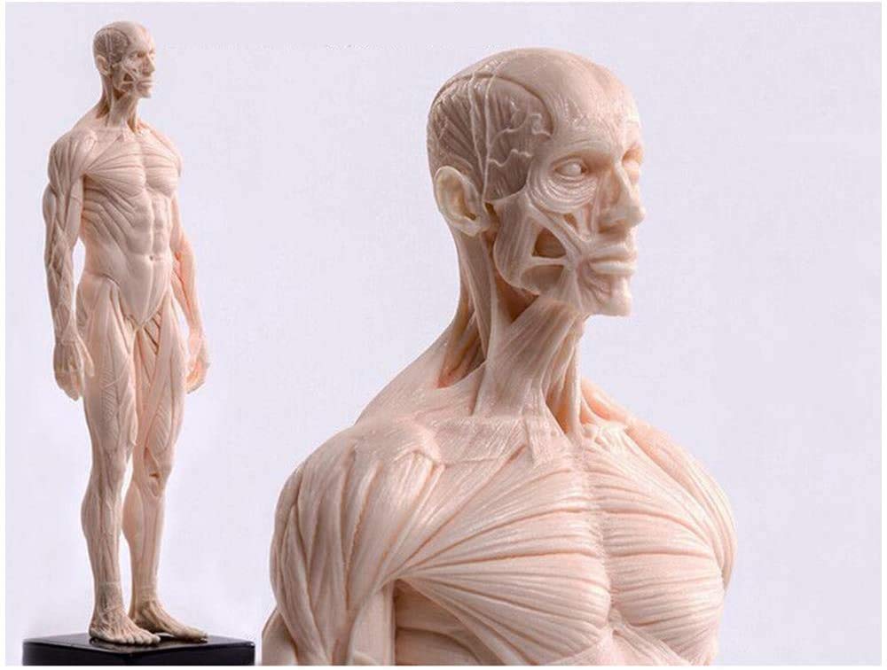 Figure d'anatomie Humaine - Modèle Anatomique d'os Musculaire Humain - Modèle d'anatomie Musculo-squelettique Masculine - Matériau PU - pour étude de Dessin d'artiste médical,A