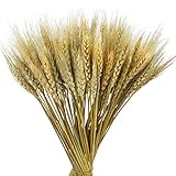 CISDUEO 100 Pcs Dried Wheat Stalks Bundle Grass Natural Dried Wheat Sheaves Stems Dried Flowers Arrangement Bouquet for Wedding Party Table Centerpiece Fall Harvest Wreath Boho Decor Farmhouse DIY