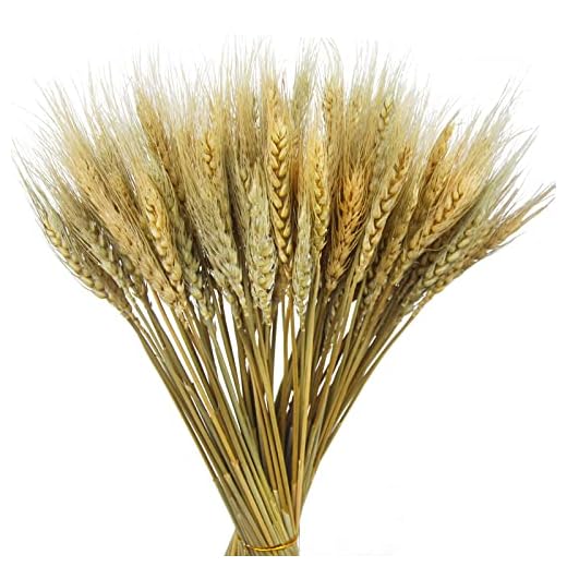 CISDUEO 100 Pcs Dried Wheat Stalks Bundle Grass Natural Dried Wheat Sheaves Stems Dried Flowers Arrangement Bouquet for Wedding Party Table Centerpiece Fall Harvest Wreath Boho Decor Farmhouse DIY