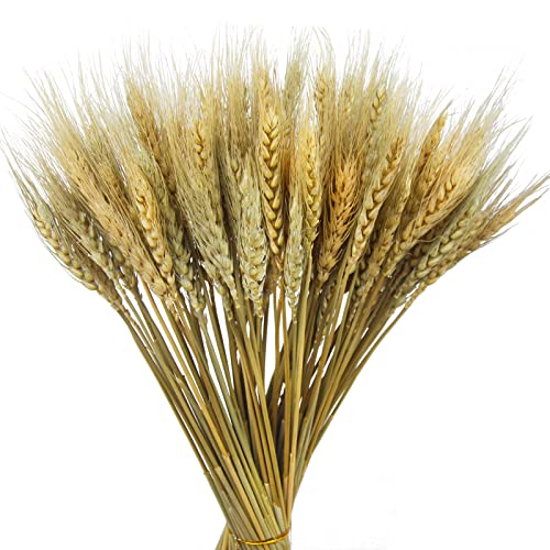 CISDUEO 100 Pcs Dried Wheat Stalks Bundle Grass Natural Dried Wheat Sheaves Stems Dried Flowers Arrangement Bouquet for Wedding Party Table Centerpiece Fall Harvest Wreath Boho Decor Farmhouse DIY