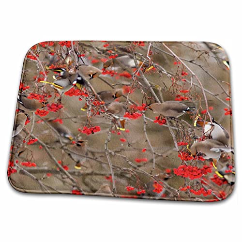 Dish Drying Mat - Bohemian waxwings feeding on mountain ash berries, Montana, USA Chuck Haney - Birds