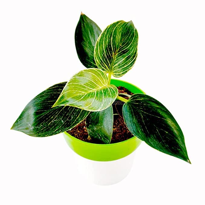 M/S PLANTS BAZAR ZZ Black Plant with Planter (Pack of 3) Amazon.in