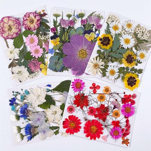Flores secas prensadas kit 100 piezas para manualidades miniatura 7
