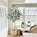 LYERSE 6ft Artificial Eucalyptus Tree in Plastic Nursery Pot, Tall Faux Eucalyptus Stems Fake Plants with 846 Silver Dollar Leaves, Artificial Trees for Office House Living Room Home Decor Indoor