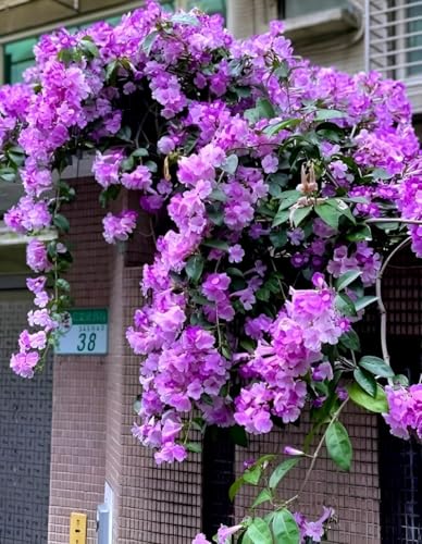 Image of Garlic Vine Live Flowering Vine Plant for Home Garden Balcony Terrace Outdoor | Healthy Plant with Purple Blooms | Natural Fragrant Climber for Vertical Gardening and Greenery
