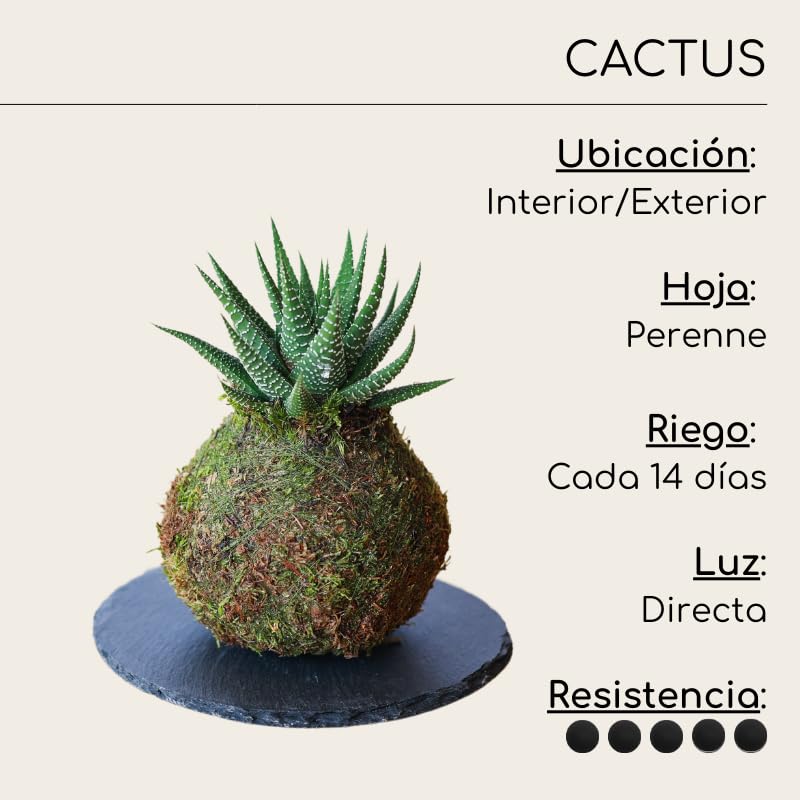 Kokedama mini Cactus Natural - Kokedama Interior | Bola de Musgo Vivo | Planta Natural | Planta Interior | Decoración Hogar | Fácil Cuidado y Mantenimiento