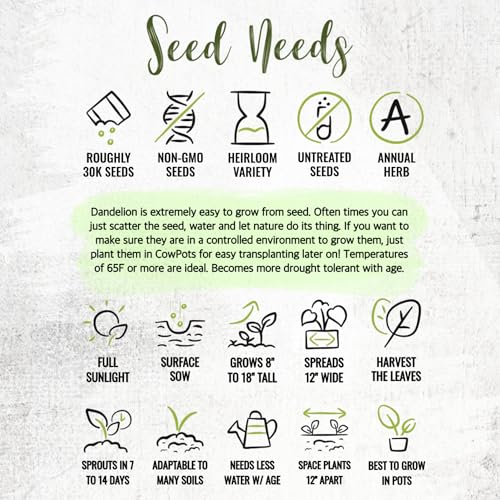 Seed Needs 30,000+ Common Dandelion Herb Seeds for Planting - Non-GMO, Heirloom & Untreated - Grow a Home Grown Herb & Vegetable Garden (Bulk) Great for Salads
