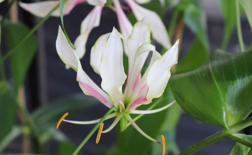 Floriculture Greens Gloriosa Lily | Climbing Lily | Flame lily Flower Hybrid Bulbs For Home Flower Gardening Planting (Pack Of 2 Bulbs, White With Pink Edge) (B0867VRP2P) Amazon Price History, Amazon Price Tracker