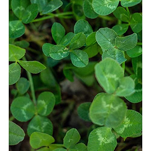 Brassica Blend For Deer