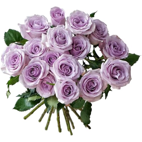 24 stem Ocean Song Roses Fresh Cut Flower Wholesale of loose flowers home hydroponic flower arrangement Diy Gifts