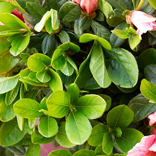 Encore Azalea Autumn Sunburst (1 Gallon) Coral - Pink Flowering Shrub - Full Sun Live Outdoor Plant,Multi-Color (Pink/White) #TOP7