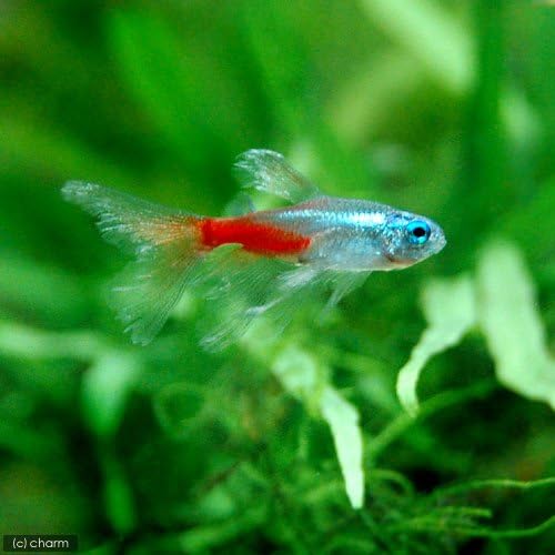 Amazon 熱帯魚 ロングフィン ダイヤモンドネオンテトラ 1匹 北海道 九州 沖縄航空便要保温 Charm チャーム 水槽 アクアリウム 通販 Amazon 熱帯魚 ロングフィン ダイヤモンドネオンテトラ 1匹 北海道 九州 沖縄航空便要保温 Charm チャーム 水槽 アクアリウム 通販