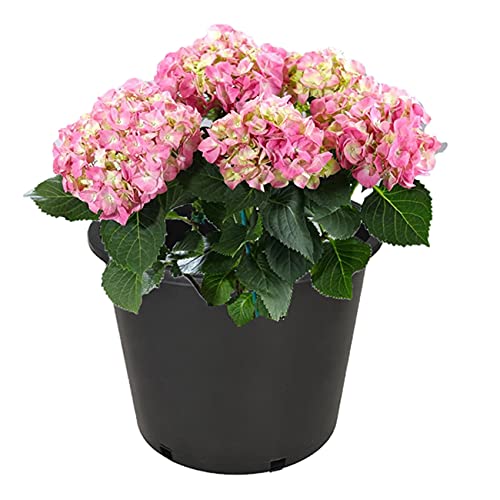 Liguvcy Plant Pots Flower Pot 10-Pack 10 Gallon Planter Nursery Pot Garden Seedling Planters Containers Plastic Injection Molded Pots With Drainage Holes For Outdoor Indoor Plants Vegetables, Black #TOP7