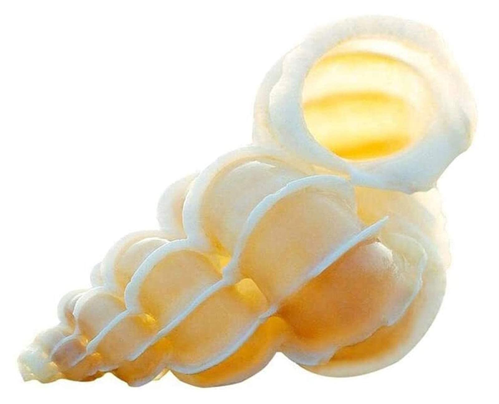 Décoration Aquarium Naturelle sans Plastique avec ce Grand Coquillage 5-6cm