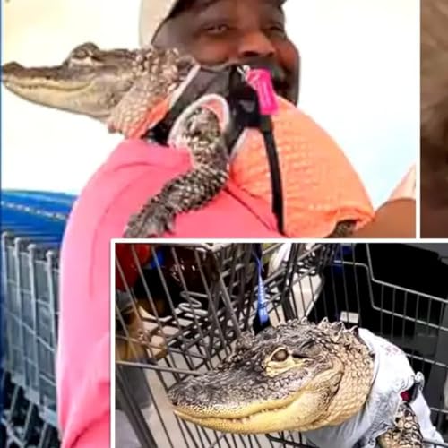 『Emotional Support Gator At Walmart, Rebelious Austrian Nuns, and Hotpot Pee』のカバーアート