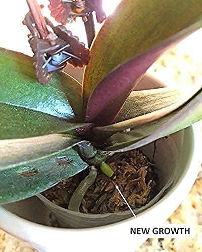 Vista 5 de EarthPods Premium Alimento para plantas Estacas de fertilizantes orgánicos 100