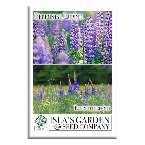 Perennial Lupine Flower Seeds (Lupinus) – 150+ Non-GMO Heirloom Seeds