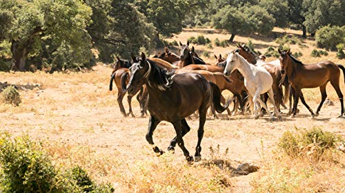 Ostwind - Aris Ankunft