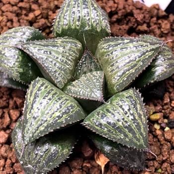 多肉植物　ハオルチア　スプレンデンス　ハイブリッド　 3本全部抜き苗 ハオルチア：交配シリーズ（ピグマエア錦×葵スプレンデンス） 3