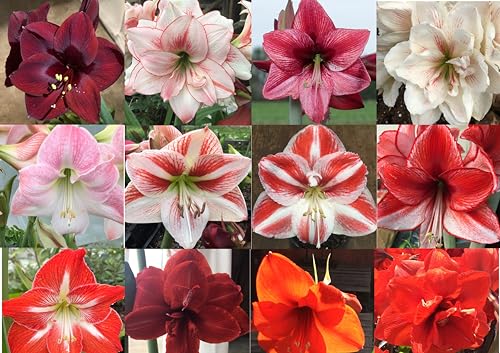 3 Mixed Amaryllis Bulbs Random Mix! Healthy Bulbs!