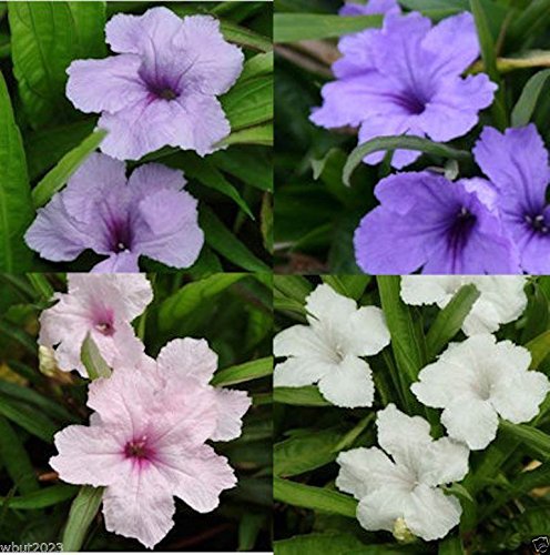 Messicano Petunie di sementi Ruellia Brittoniana 'Souther Stella Mix' 30 semi!