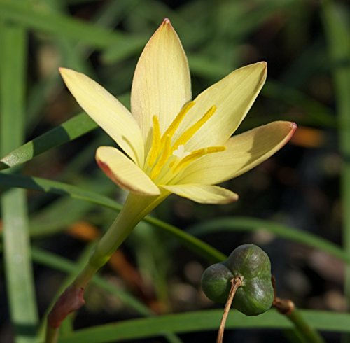 Andhagnai Greens Zephyranthes Lily/Rain Lily Lemon Yellow Flower Bulbs in Multi Quantity Packs (Pack Of 10 Bulbs)