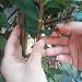 ZITFRI - 80 Unidades de Enganche para Tomates y árboles tutores de...